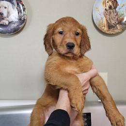 Girl 2 - Dark golden female Golden Retriever puppy in Paonia, Colorado from Wildhorn Kennel