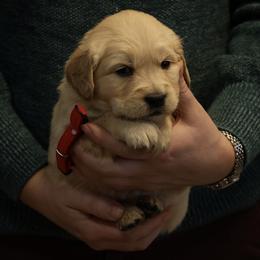 Frost - Golden male Golden Retriever puppy in Payette, Idaho from Stonewick Retrievers