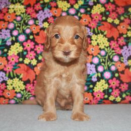 Rose - Caramel female Australian Labradoodle puppy in Hackettstown, New Jersey from Sunny Heart Doodles