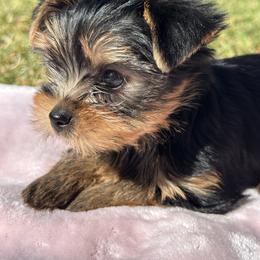 Ava - Black and tan female Yorkshire Terrier puppy in Tarpon Springs, Florida from Royal Breeze Puppies
