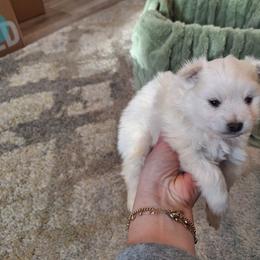 White Fluff 1 - White male Pomsky puppy in Fairbanks, Alaska from Arctic Kennels (Pomskies, Akitas & Shibas)