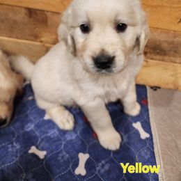 Yellow - Golden female Golden Retriever puppy in Lucasville, Ohio from Halo Kennels