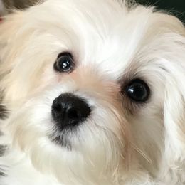 Maltese Puppies from California Marvalous Maltese