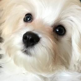 Maltese Puppies from California Marvalous Maltese