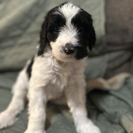 White - Parti female Goldendoodle puppy in Millville, New Jersey from Michelle's Doodles