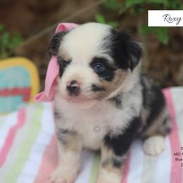 Roxy -BMF1 - Blue merle female Toy Australian Shepherd puppy in Nacogdoches, Texas from TK Standard, Mini, & Toy Aussies