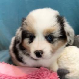 Girl 1 Bluie Merle - Blue female Pembroke Welsh Corgi puppy in Moundville, Alabama from Cartee Corgis - Debi Cartee Mills
