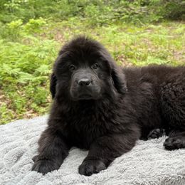 Beauty OFA - Black female Newfoundland puppy in Falmouth, Michigan from Dyer Lake Newfoundland’s