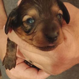 Amy (Shaded Red) - Red female Dachshund puppy in Frankfort, Kentucky from Gigi's Dachshunds