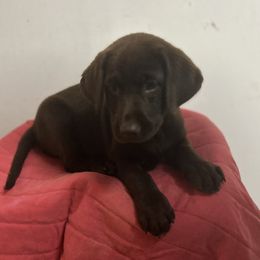 Orange Female - Chocolate female Labrador Retriever puppy in Huntington, Texas from Soggy Bottom Retrievers