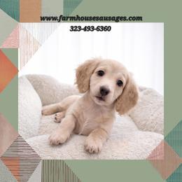Cream Male - Pet Only - Limited AKC - Cream male Dachshund puppy in Nashville, Tennessee from Farmhouse Sausages - Located in TN delivers all over US