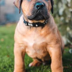 Boerboels from Trojan Boerboels