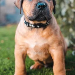 Boerboels from Trojan Boerboels