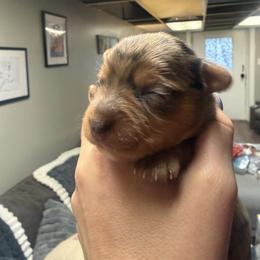 Arlo - Liver male Yorkshire Terrier puppy in Winston Salem, North Carolina from Patty’s Paws