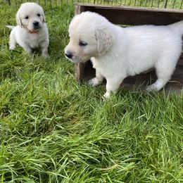 Golden Retriever Puppies from Silver Morning Farm