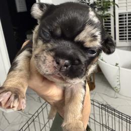Fabio - Tricolors male French Bulldog puppy in York, South Carolina from Furevermore Boxers and Furevermore Frenchies