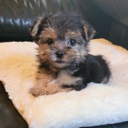 Maltese and Morkie Puppies from K and E Small Breed Puppies