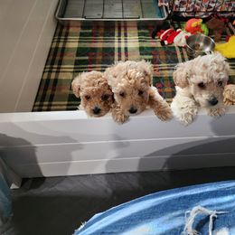 Cavapoo, Goldendoodle, Poodle, and Shihpoo Puppies from Sugarland's Texas Goldendoodles