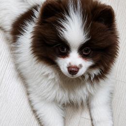 Diesel - Chocolate parti male Pomeranian puppy in Bristol, Connecticut from Mala Poms