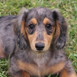 Dachshund Puppies from Kathy Swaim's Dachshund