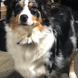 Australian Shepherds from Sparrtan Australian Shepherds