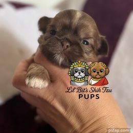 Gemma - Chocolate female Shih Tzu puppy in Walkertown, North Carolina from Lil’ Bit’s Shih Tzu