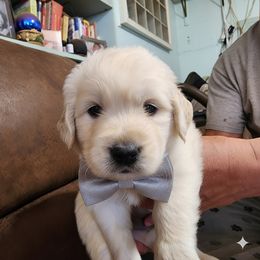 Grey bow - Cream male Dachshund puppy in Wahiawa, Hawaii from Versatile Ohana