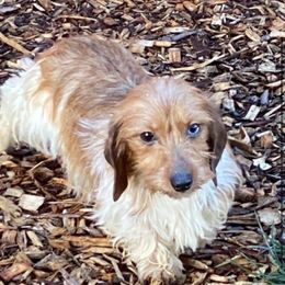 Apple - Dachshund