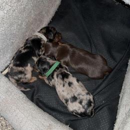 Dachshund Puppies from Dreamy dachshunds