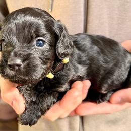 Gracie - Black female Cavapoo puppy in Manorville, New York from Melissa's East End Cavaliers