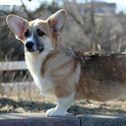 Wesley - Pembroke Welsh Corgi