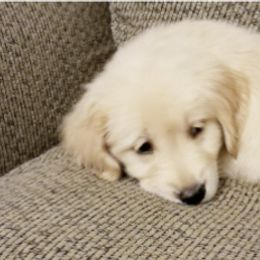 Golden Retriever Puppies from Engler Goldens