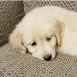 Golden Retriever Puppies from Engler Goldens