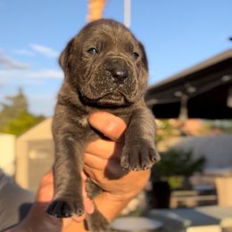 Rocco - Gray male Cane Corso puppy in Las Vegas, Nevada from LV3M Cane Corso
