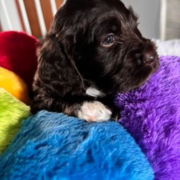 Bernedoodle, Cockapoo, and Goldendoodle Puppies from Avery Doodle Day LLC
