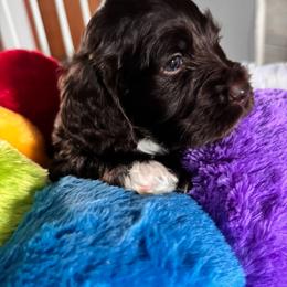 Bernedoodle, Cockapoo, and Goldendoodle Puppies from Avery Doodle Day LLC