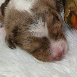 Australian Shepherd Puppies from SugarWood
