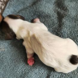 Marilyn - Piebald female Dachshund puppy in Austin, Texas from Glorious Minis