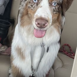 Australian Shepherd All Grown Up from Aussies of Sunset Ridge