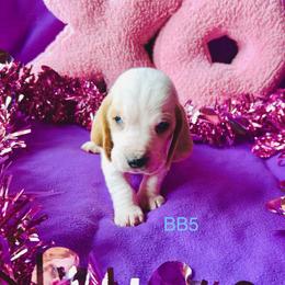 BB5 - Red and white male Basset Hound puppy in Britton, South Dakota from K&S Canines