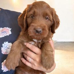 Keanu ( Black collar boy) - Red  male Goldendoodle puppy in Phelan, California from High Desert Doodles - the original