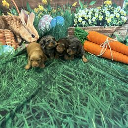 Dachshund Puppies from Kayla’s Wiener Wonderland