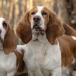 Basset Hounds from Birdsong's Bassets