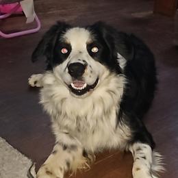 Nash - Australian Shepherd