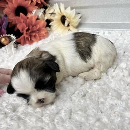 Honey - Red and white female Shih Tzu puppy in Elgin, South Carolina from Silver Bells Paw Prints