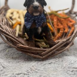 Walnut - Tri-color male Bernedoodle puppy in Ocala, Florida from Bernedoodles of Florida