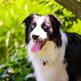 Cowboy - Australian Shepherd