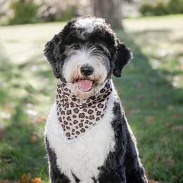 Rosie - Sheepadoodle