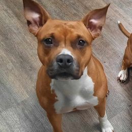 Jolene - American Staffordshire Terrier