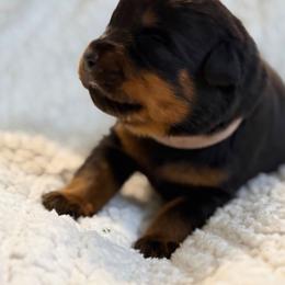 Pink - Black and mahogany female Rottweiler puppy in Kissimmee, Florida from Macht Haus Rottweilers
